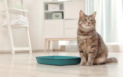 Tips on How to Keep Cat Litter Off The Floor