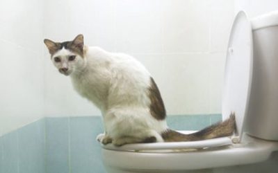 Tips on How to Palpate a Cat for Constipation