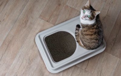Top 10 Different Ways on How to Stop Cat Litter Tracking