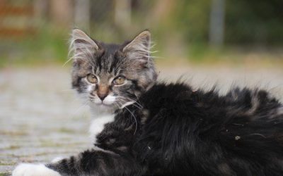 Everything You Need To Know About What Makes Cats Fur Looks Greasy