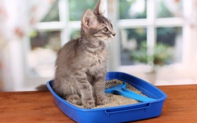 How to Stop a Cat from Peeing over Edge of Litter box