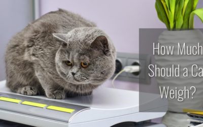 How Much Should a Cat Weigh- Beginners Guide to a Healthy Cat Weight