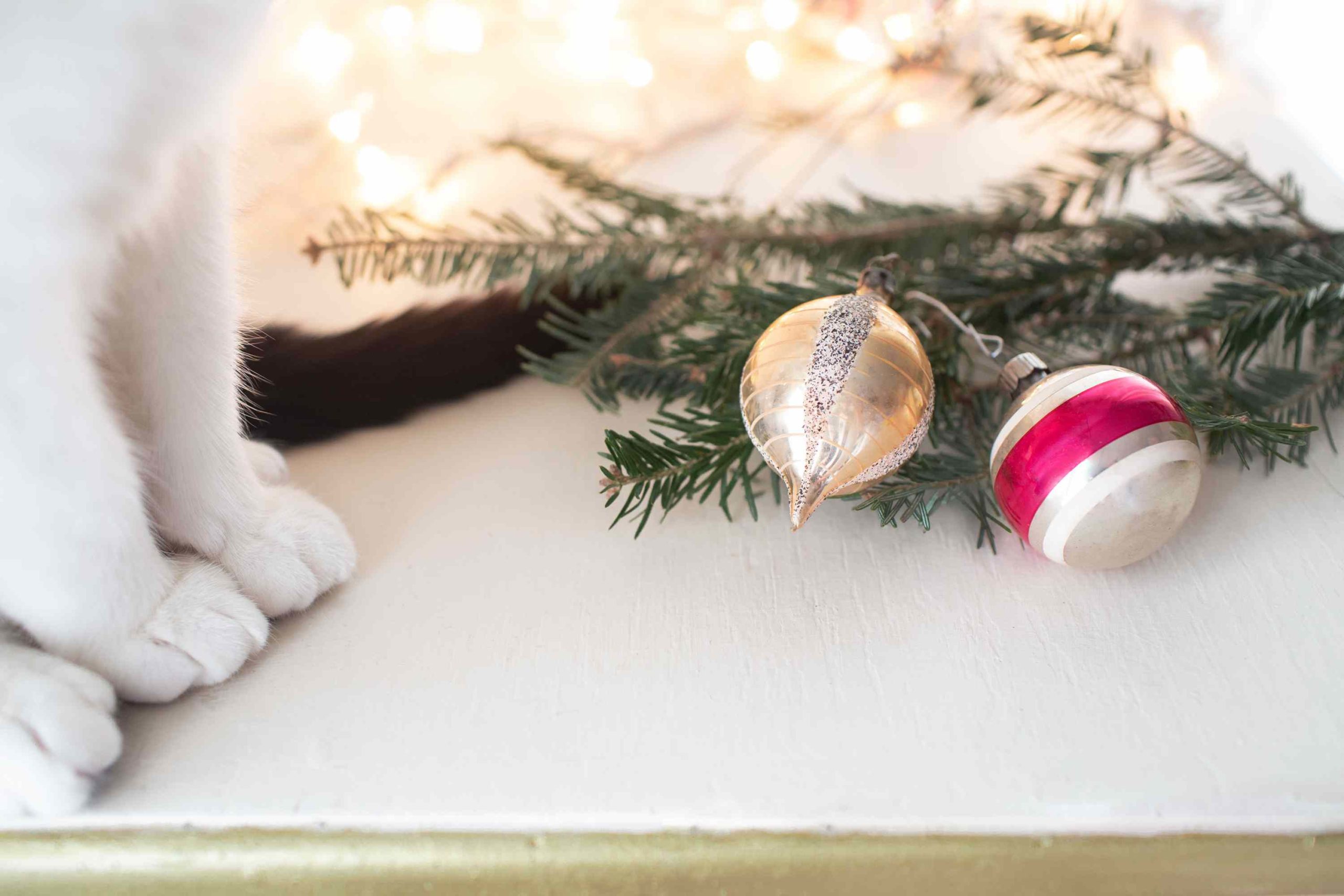 Are Christmas Trees Poisonous to Cats- Safety Issues!