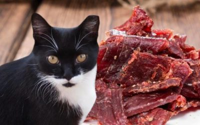 Can Cats Eat Beef Jerky-Facts Any Cat Owner Must Understand To Keep Them Healthy