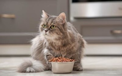 Cat Acts Hungry But Won’t Eat-Outstanding Facts about the Eating Traits of Cats