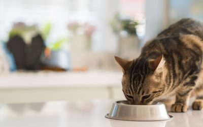 Cat Won’t Stop Eating-Interesting Facts About Cats And Their Feeding Habits