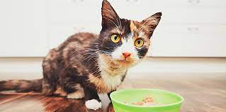 How Long Can You Leave Wet Cat Food Out-Notable Guidelines In Ensuring The Good Health Of Your Cat