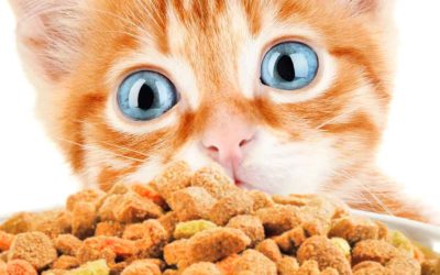 How Long Do Kittens Need Kitten Food-Top Ideas Everyone Must Learn About Kittens And Their Feeding Traits