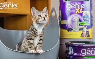 How Does Litter Genie Work- Facts About Keeping Happy Cats