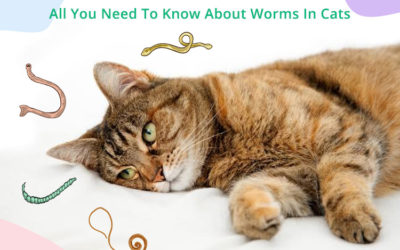 When Do Cat Threw Up Worms? Causes, Symptoms And Treatment