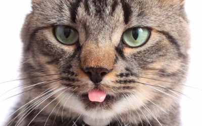 Some Of The Reasons Why Do Cats Stick Their Tongue Out