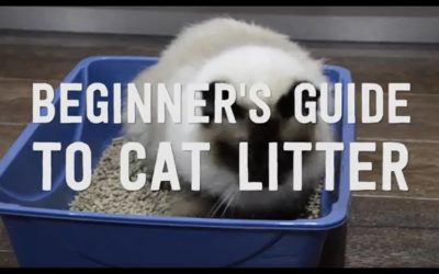 What Is the Best Cat Litter-Beginners Guide to the Best 10 Cat Litter