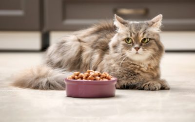 Cat Stopped Eating Dry Food But Eats Treats -Eye-Opening Facts About Feeding Your Cat