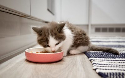 When can kittens eat adult food-Notable Points No One Ever Told You About Kittens