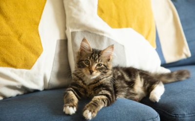What are to Consider knowing How Big will your Cat get?