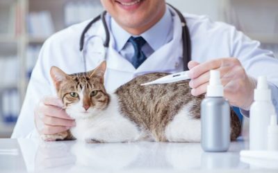 What is A Cat’s Normal Body Temperature and What It Means?