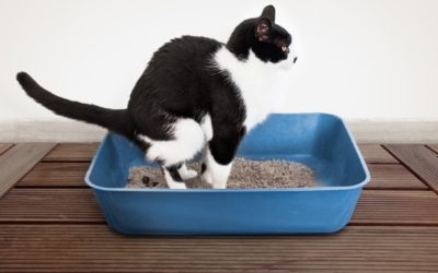 The Best Ways How to Help a Constipated Kitten?
