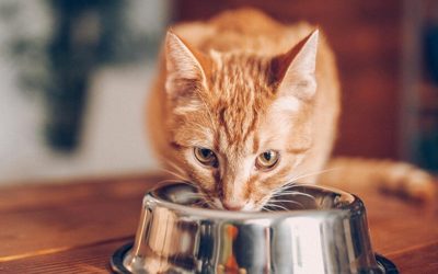 Can Healthy Cats Eat Urinary Food-Interesting Facts About The Eating Habits Of Cats You Need To Know
