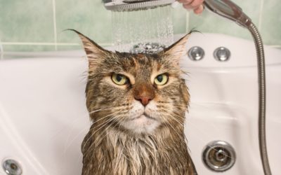 Helpful Information on How to Bathe a Cat that Hates Water
