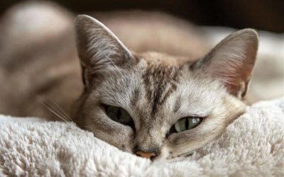 Why Does My Cat Purr So Loud? – Everything You Need To Know About Cat’s Purr!!