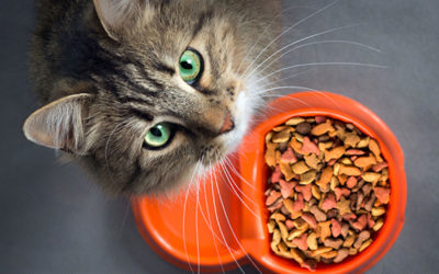 Cat Eats Too Fast And Throws Up-What You Need To Know About Feeding Habits Of Cats