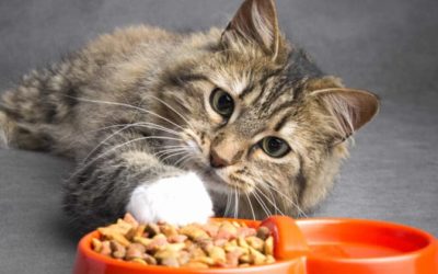 Cat Throws Up After Eating Wet Food-An Outstanding Focus On The Eating Habits Of Cats