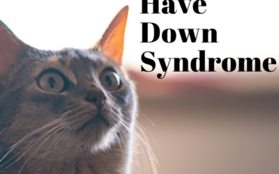Interesting Things to know about a Cat with Down Syndrome?