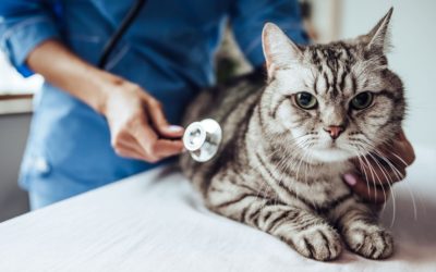 What to Feed a Cat with Pancreatitis-Important Nuggets For Taking Care Of Cats With Pancreatitis