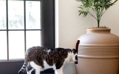 Where to put cat litter box in small apartment-An Elaborate Focus On Litter Placement And Other Great Ideas About Cats