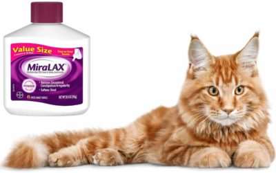 Can I Give My Cat Miralax-Top Insights Anyone Must Understand About Cats And Miralax