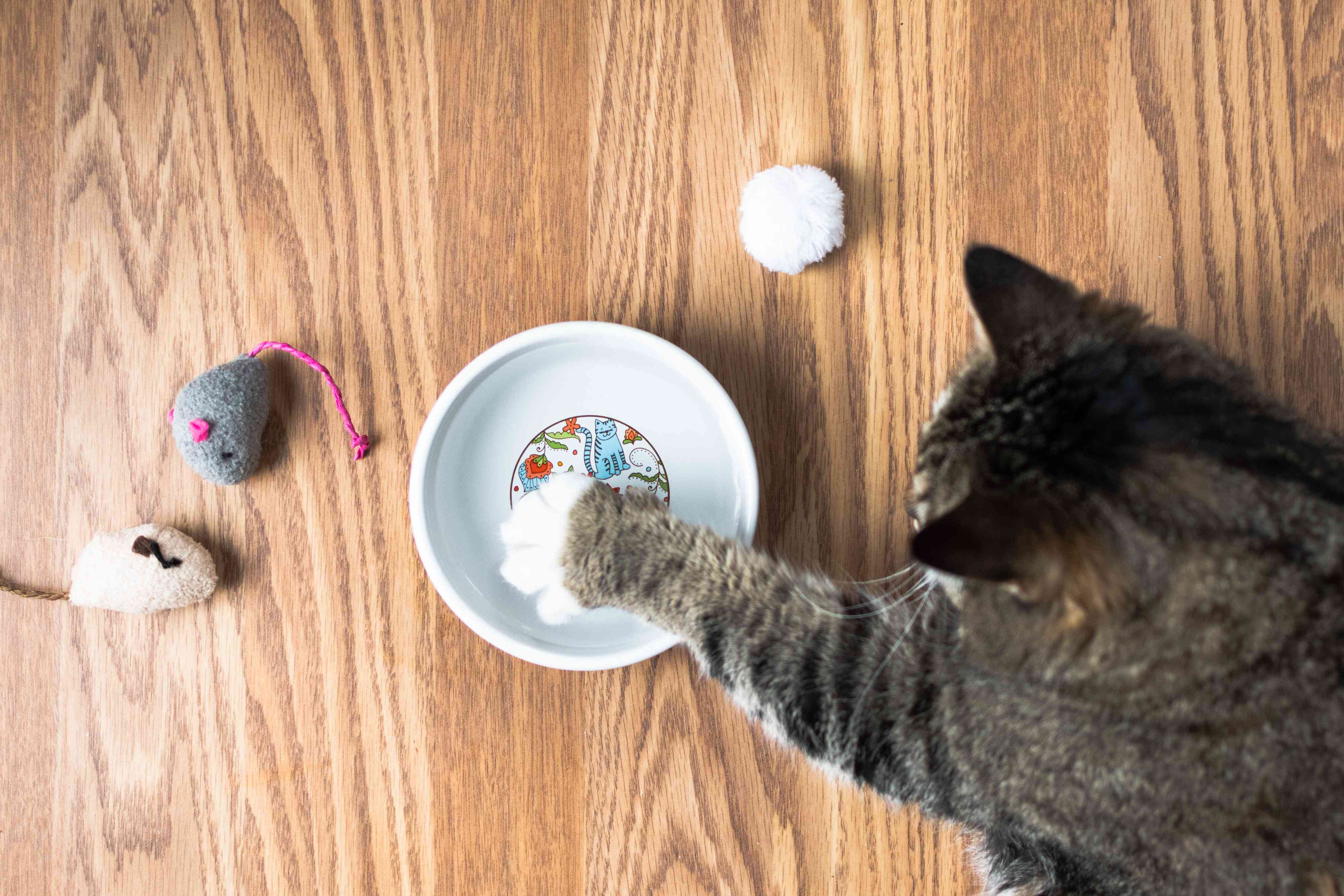 Clicker Training: The Answer to Why does My Cat knock over His Water Bowl